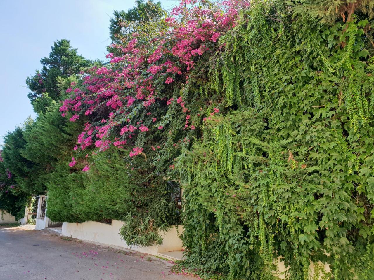 Trecase B&B Il Giardino Di Villa Anna المظهر الخارجي الصورة