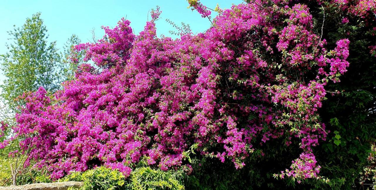 Trecase B&B Il Giardino Di Villa Anna المظهر الخارجي الصورة