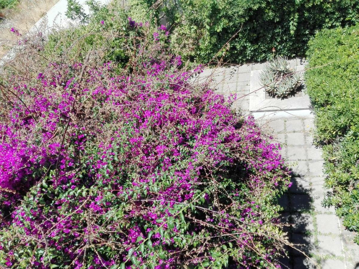 Trecase B&B Il Giardino Di Villa Anna المظهر الخارجي الصورة